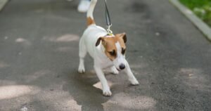 Dog owner’s ‘reward’ method she used to stop pet pulling on their lead