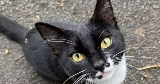 Adorable cat called Mischief becomes city celebrity – but owner forced to issue plea | UK | News
