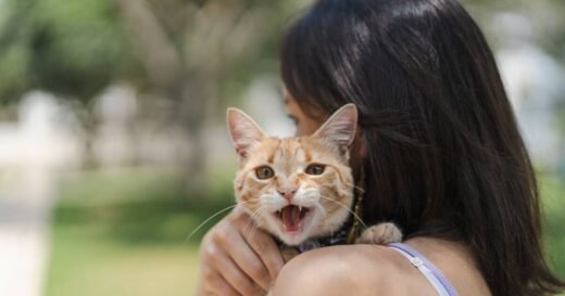 What it really means when your cat makes unusual chirping noise