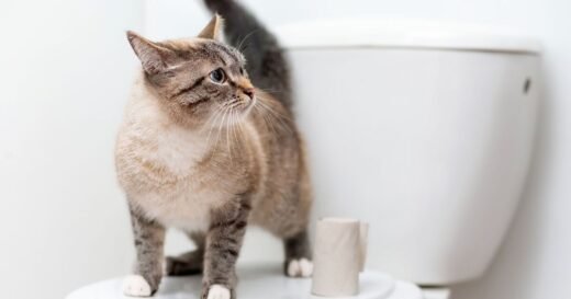 Actual reason cats always want to join you in the bathroom