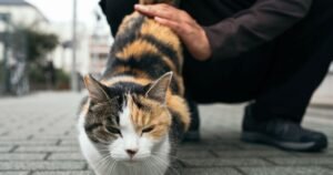 Cat behaviourist shares reason animals show off rear end