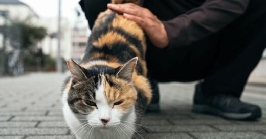 Cat behaviourist shares reason animals show off rear end