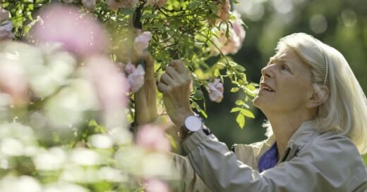 Roses will bloom brighter and for longer if crucial task is carried out in May