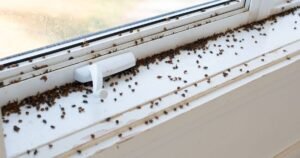 Flies will run away for good if one 30p kitchen staple is placed in your home
