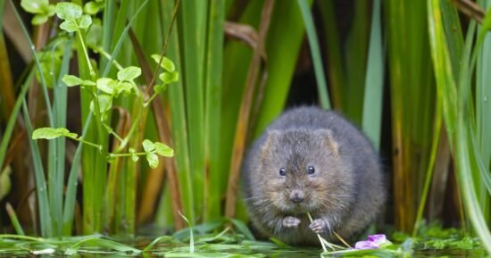 Breakthrough as near-extinct creature could be revived in Britain