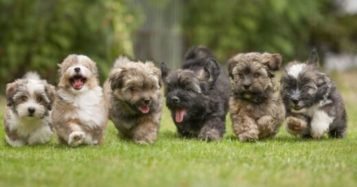 Top three ‘most affordable’ dog breeds you can own
