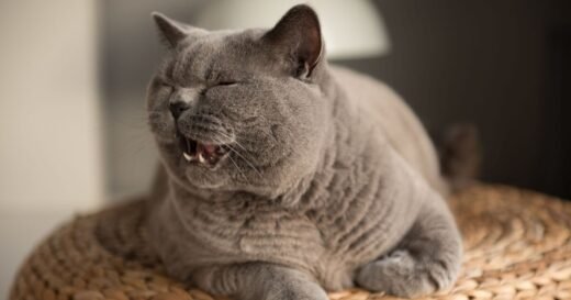 Cat behaviour expert says nighttime behaviour could be sign of health issue