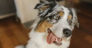 Vet warns of 2 early signs of deadly heatstroke in dogs