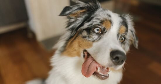 Vet warns of 2 early signs of deadly heatstroke in dogs