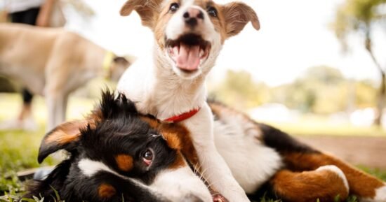 Dog trainer shares key sign play fights could turn ugly