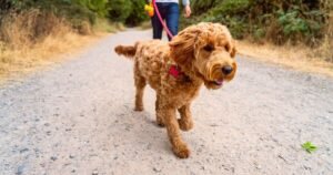 Vet settles debate on how often you should walk your dog