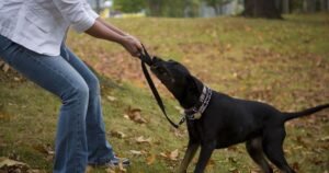 Vet nurse lists dog breeds first time owners should avoid