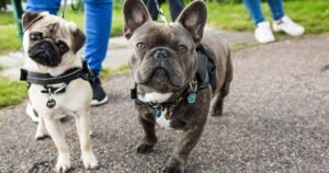 Vet warns of two early signs of heatstroke in dogs that can be fatal