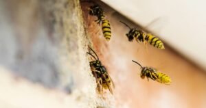 Use cotton wool to try to keep wasps out of your home this summer