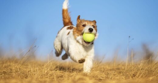 ‘Best colour’ toys to buy your dog based on what colours they can see | UK | News