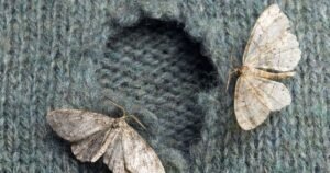 Moths will fly away from your house if you put 1 item inside your home