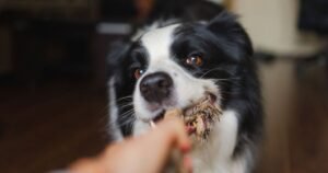 Dog owners hearts burst after learning why pets greet them with toy at door | UK | News