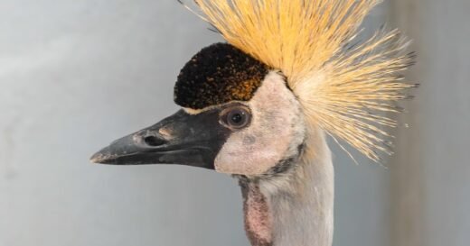 Crane escaped from Washington zoo found after strolling near town, hanging with “group of blue herons”