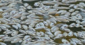 Toxic algae causing mass deaths of sharks, rays and other marine life off Australia: “Like a horror movie for fish”