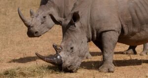 Poachers have killed more than 100 rhinos so far this year in South Africa, mostly in national parks