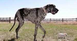World’s tallest and smallest dogs meet up in Idaho Falls for a playdate
