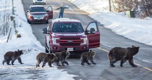 Well-known grizzly bear hit and killed by vehicle in Wyoming — months after famous mother met same fate
