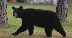 Florida man, dog killed in suspected black bear attack in Collier County, officials say
