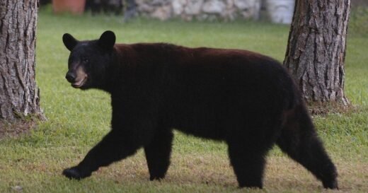 Florida man, dog killed in suspected black bear attack in Collier County, officials say