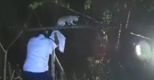 Video shows drug-smuggling cat caught by prison guards in Costa Rica