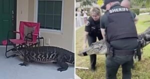Video shows alligator “knocking” at front door of Florida home during mating season