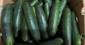 Salmonella outbreak linked to recalled cucumbers sickens dozens across 18 states