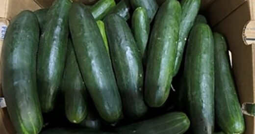 Salmonella outbreak linked to recalled cucumbers sickens dozens across 18 states