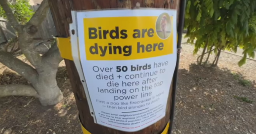 Mystery surrounds dead birds found in Northern California city
