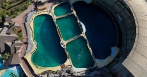 Video showing orcas circling in algae-infested pool sparks worldwide concern for their fate
