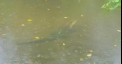 Alligator attacks, kills woman canoeing with her husband on lake in central Florida