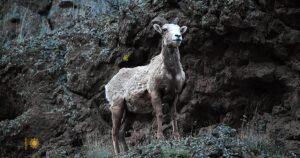 Nature: Rocky Mountain Big Horn Sheep