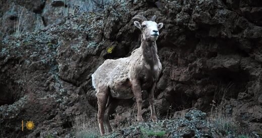 Nature: Rocky Mountain Big Horn Sheep