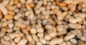 Searching for an end to peanut allergies