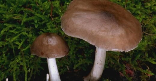 Is LSD a wonder drug for mental health?