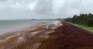Record-breaking amounts of seaweed piling up in the Caribbean