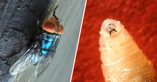 U.S. plans to combat spread of “man-eater” screwworms with $8.5M facility of flies in Texas