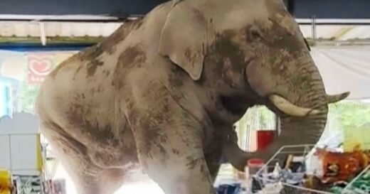 Bull in a china shop? No, it’s an elephant in a grocery store