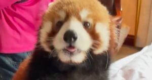 China cans hotel’s red panda ‘wake-up call’ service