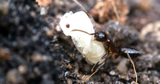 Ants will be banished from your home for good with this cheap trick