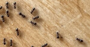 9 natural household items that ‘help keep ants out of your home’