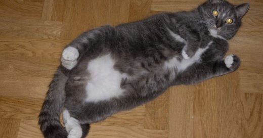 Adorable reason cats ‘flop’ over in front of you, according to behaviourist