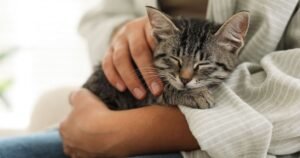 ‘Crucial’ thing cat owners need to know before getting second pet