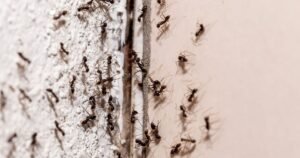 Ants will stay away if you use 1 natural ingredient you probably already own