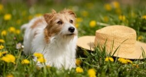 Doing one check at end of dog walk could ‘save you thousands’