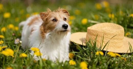 Doing one check at end of dog walk could ‘save you thousands’